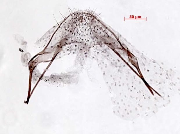 Acalyptris pyrenaica