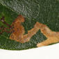 Single mine - leaf top surface - close-up - enlarged